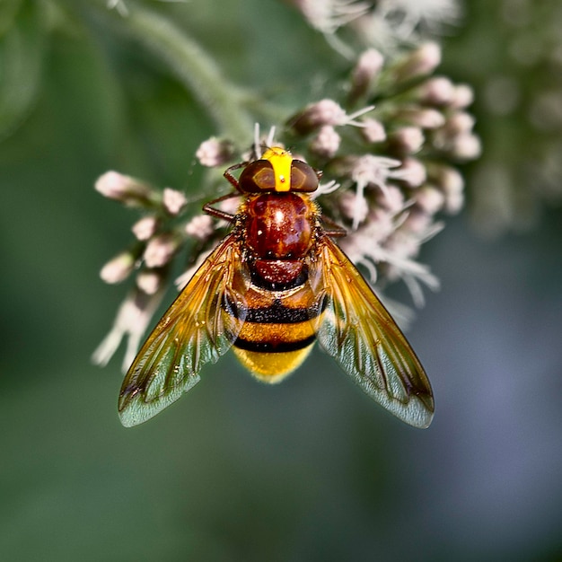 close-up of hornet mimic hoverfly on flowers