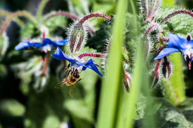 Photo close-up of hornet pollinating on blue flower blooming outdoors