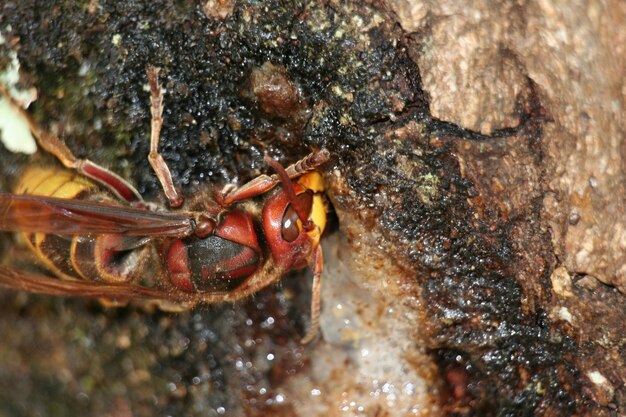 Photo close-up of hornet on weathered tree trunk
