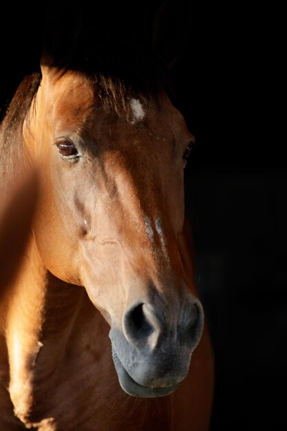 Foto close-up di un cavallo su sfondo nero