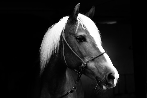 close-up of horse against black background