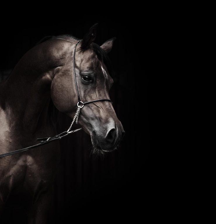 Photo close-up of horse against black background