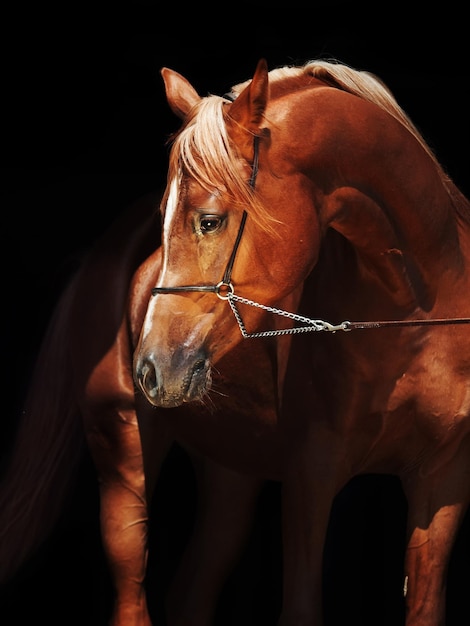close-up of horse against black background