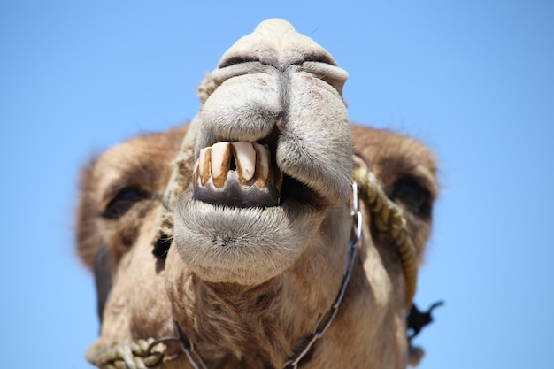 Close-up of a horse against blue sky