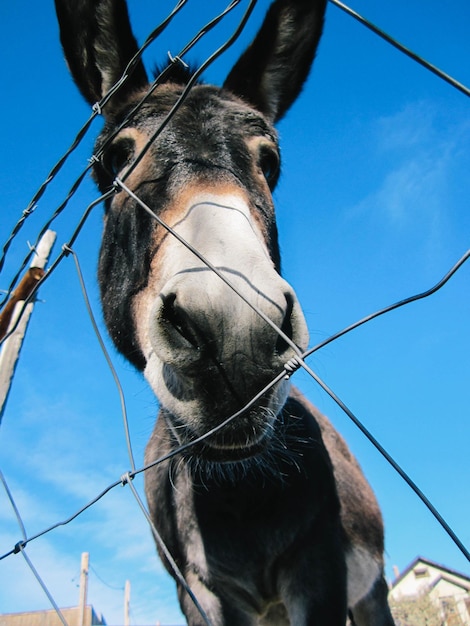 Photo close-up of horse against clear blue sky