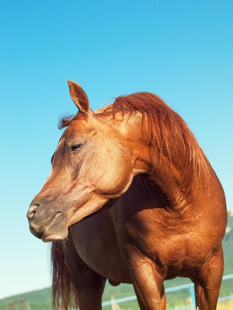 Foto close-up di un cavallo contro un cielo blu limpido