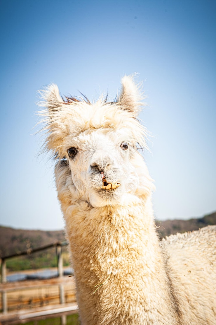 Photo close-up of a horse against clear sky