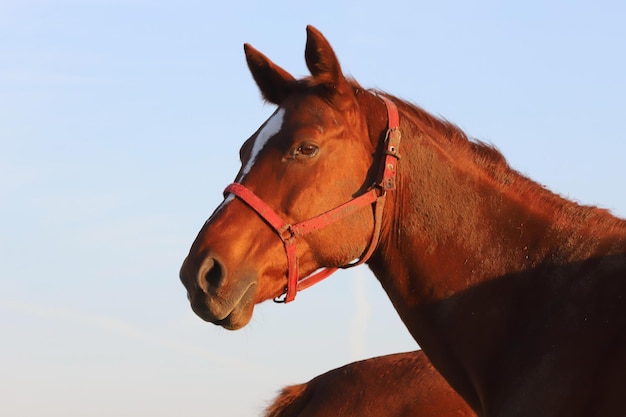 Photo close-up of a horse against clear sky