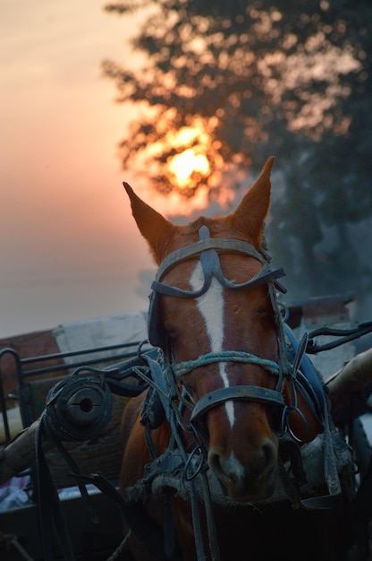 Foto close-up di un cavallo contro il cielo durante il tramonto