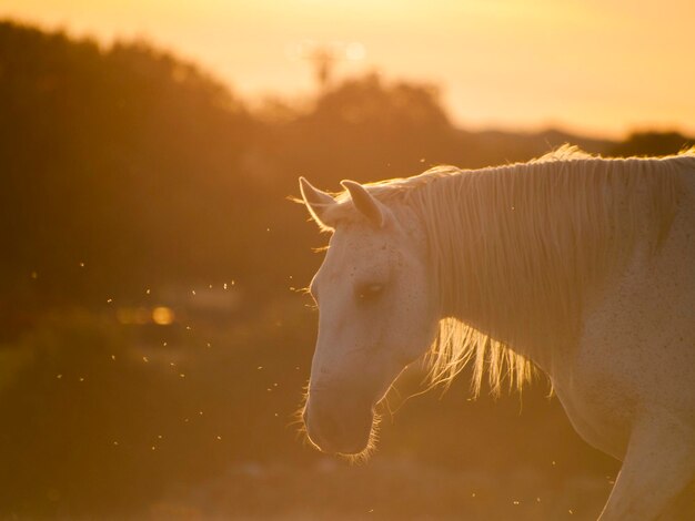 Close-up of horse against sky at sunset