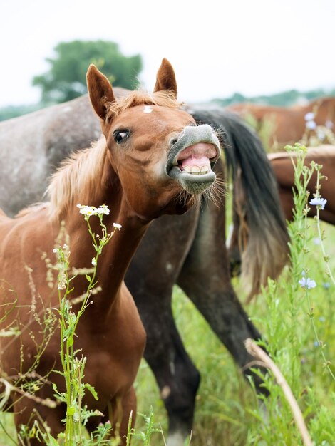 Foto close-up di un cavallo contro il cielo