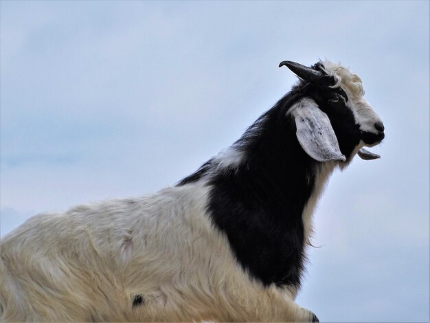 Photo close-up of horse against sky