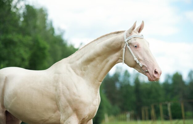 Foto close-up di un cavallo contro il cielo