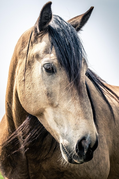 close-up of horse against sky