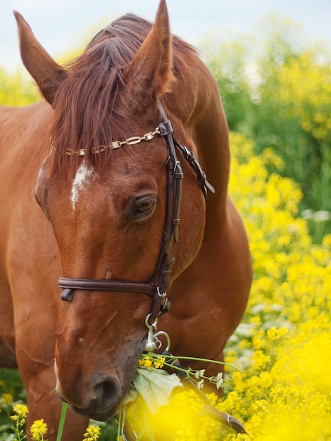 Foto close-up di un cavallo contro il cielo