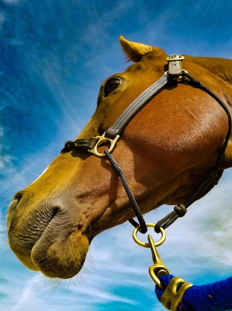 Close-up of a horse against the sky