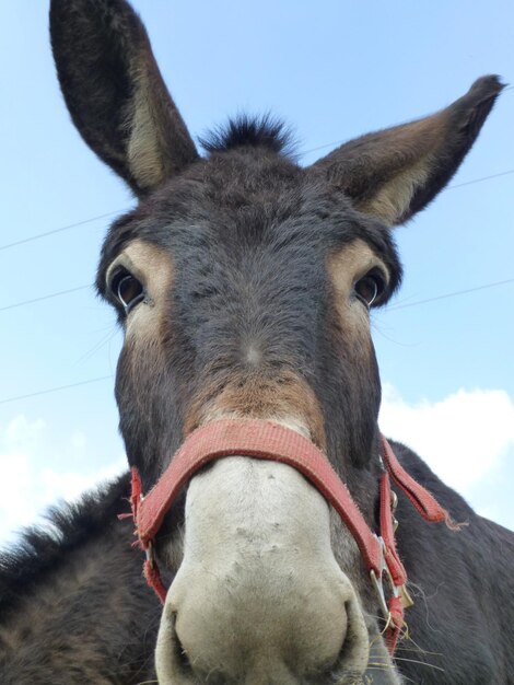 Photo close-up of a horse against sky