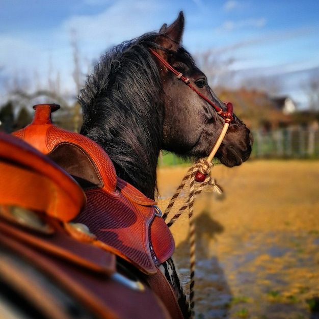 Photo close-up of horse against sky