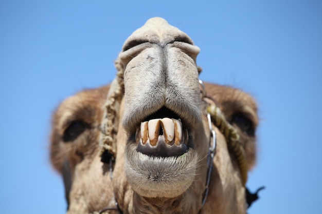 Foto close-up di un cavallo contro il cielo