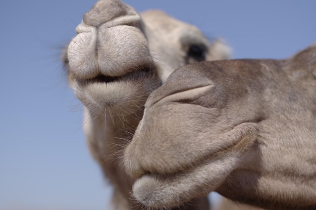 Close-up of a horse against the sky