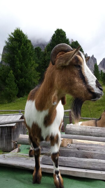 Foto close-up di un cavallo contro il cielo