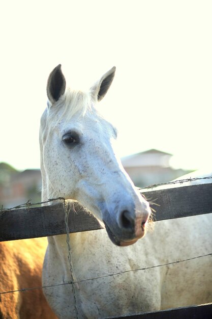 Photo close-up of horse against sky