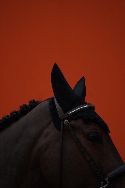 Photo close-up of horse against sky