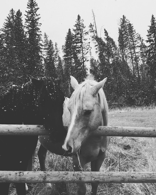 Photo close-up of horse against trees