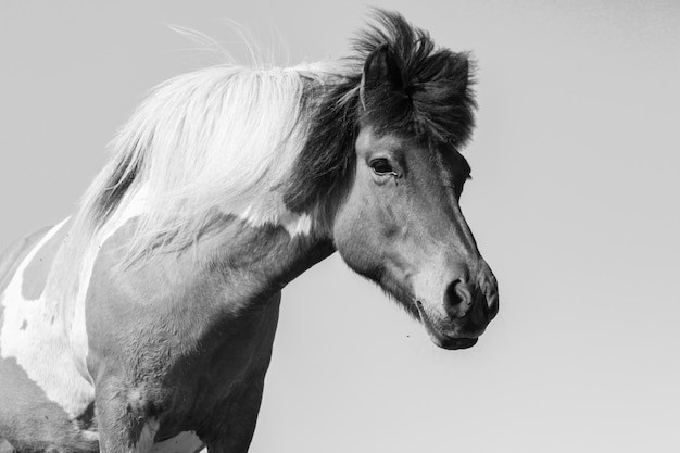 Close-up of a horse against white background