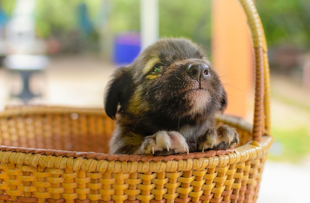 Close-up of a horse in basket