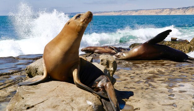 Foto close-up di un cavallo sulla spiaggia contro il mare