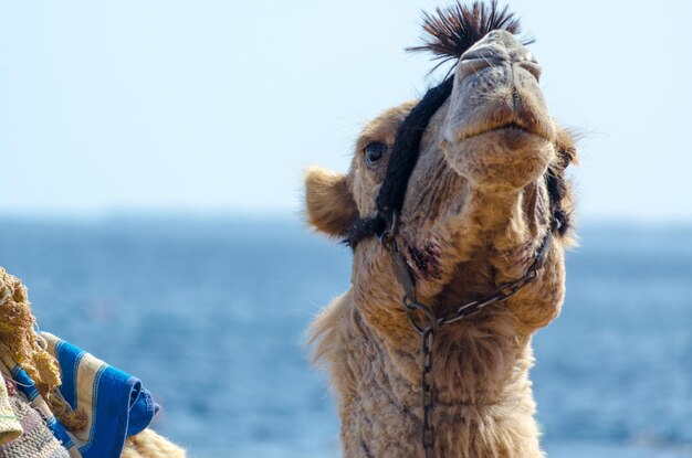 Foto close-up di un cavallo sulla spiaggia