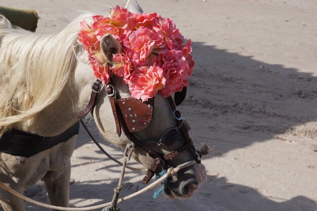 Close-up of a horse on the beach