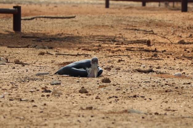 Foto close-up di un cavallo sulla spiaggia