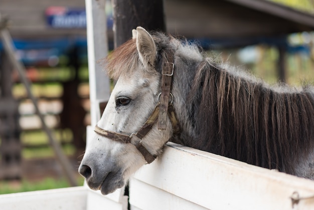 Close up of horse in the cage at the zoo