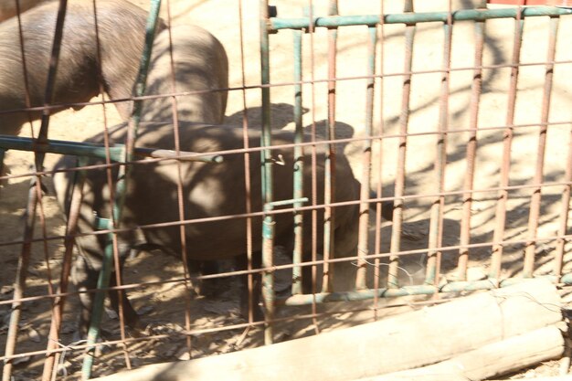 Close-up of horse in cage