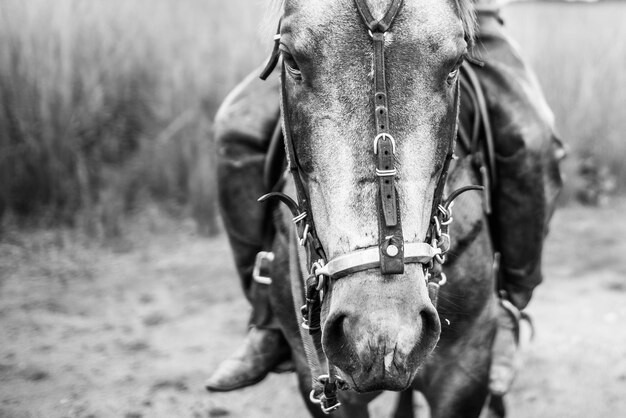 Photo close-up of horse cart on field