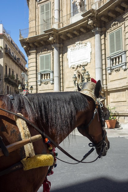 Foto close-up di un carro a cavallo in strada in città