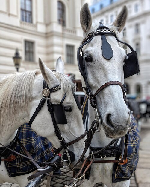 Foto close-up di un carro a cavallo per strada