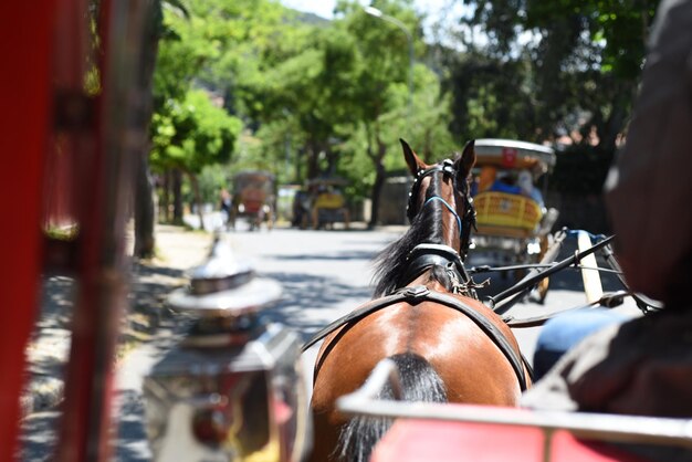 Foto close-up di un carro a cavallo per strada