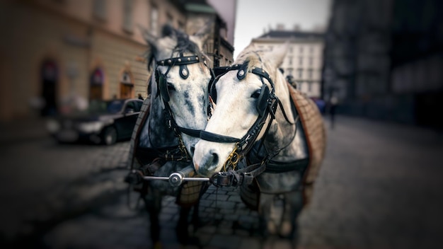 Foto prossimo piano di una carrozza a cavallo