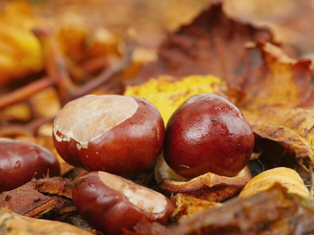 Photo close-up of horse chestnuts by autumn leaves