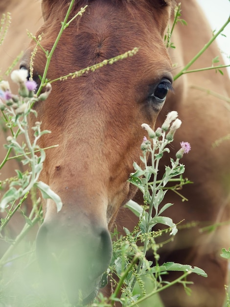 Foto prossimo piano delle piante che mangiano i cavalli