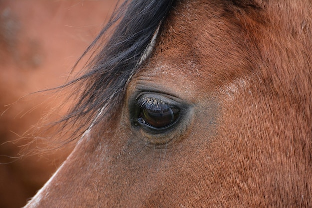 Close-up of horse eye