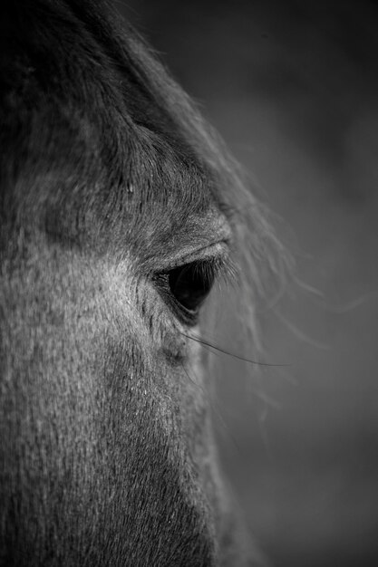 Photo close-up of horse eye