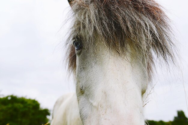 Photo close-up of horse eye