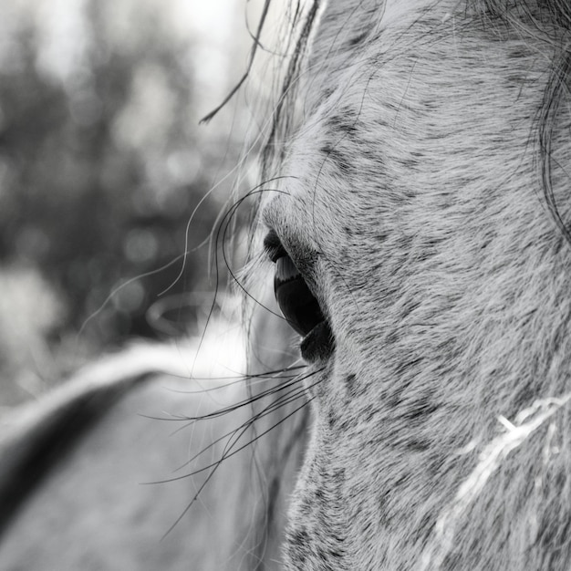 Foto prossimo piano di un occhio di cavallo