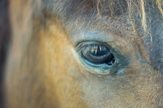 close up horse eye