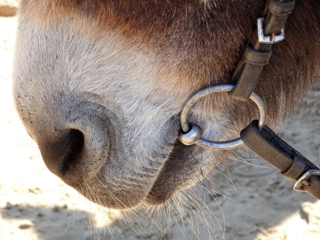 Foto prossimo piano della faccia del cavallo