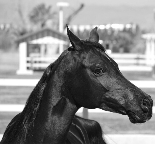 Foto close-up di un cavallo in fattoria